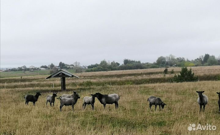 Романовские овцы
