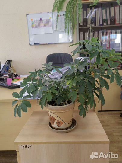 Шефлера