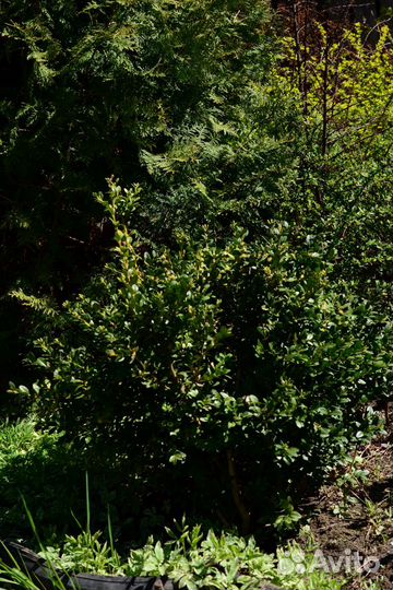 Саженцы декоративных и плодовых культур