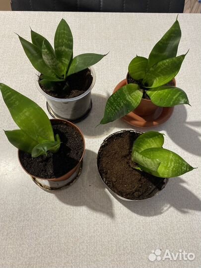 Сансевиерия или тёщин язык и щучий хвост