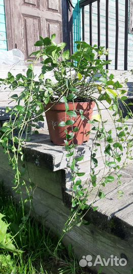 Барвинок (садовые цветы)