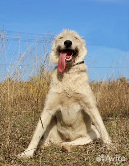 Собака Буся