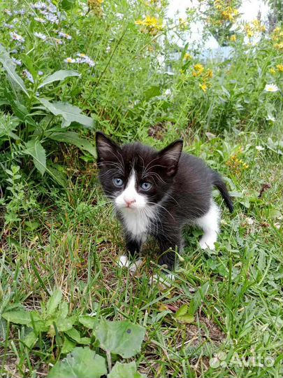 Прекрасные котята ищут любящий дом