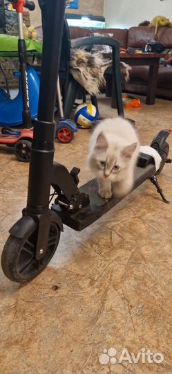 Электросамокат Kugoo Kirin A1