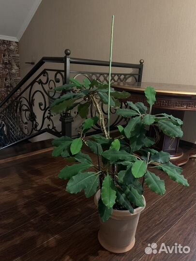 Комнатные цветы