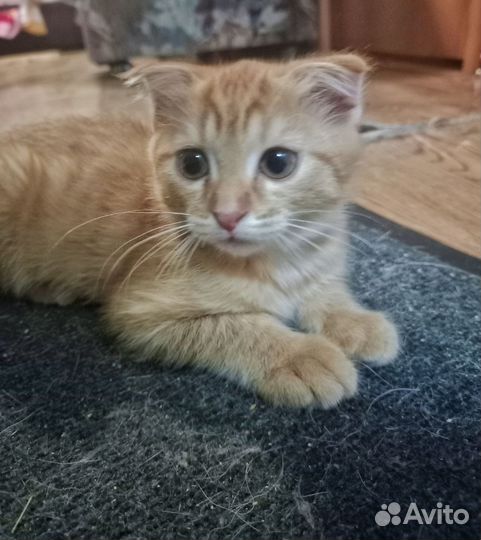 Кошки в добрые руки бесплатно