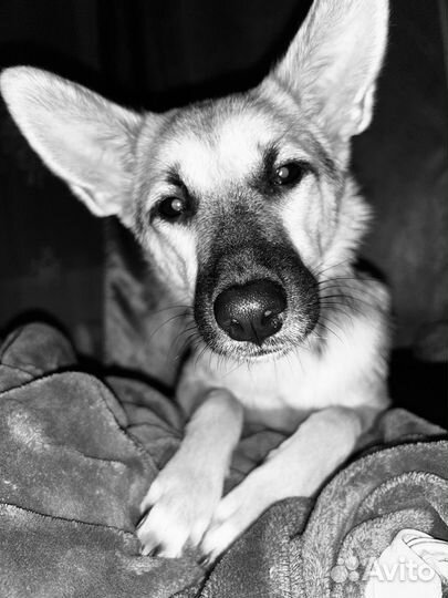 Мини лайка восточноевропейская