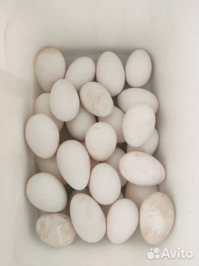 Яйцо гусиное для инкубации