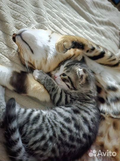 Котенок бенгал