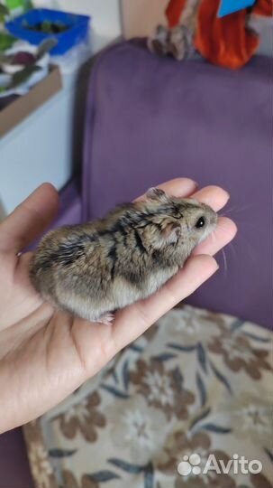 Джунгарский хомяк девочка