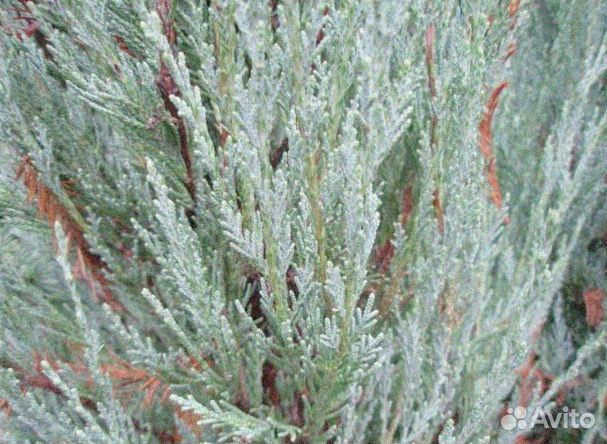 Можжевельник скайрокет 1,65 м и др