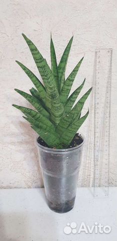 Сансеверия габриэлла