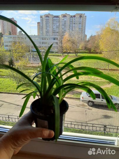 Гиппеаструм амариллис