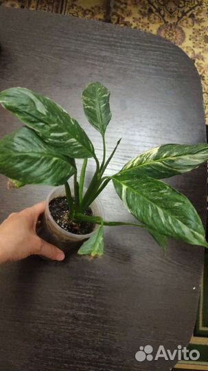 Спатифиллум даймонд