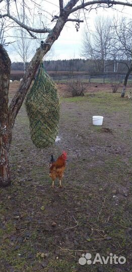 Кормушка- Рептух