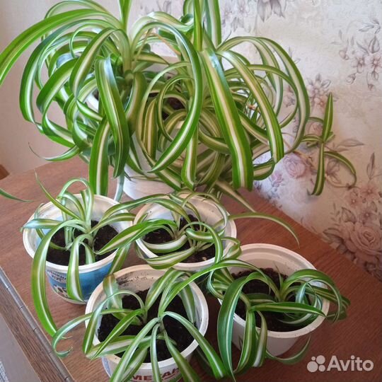 Хлорофитум кудрявй