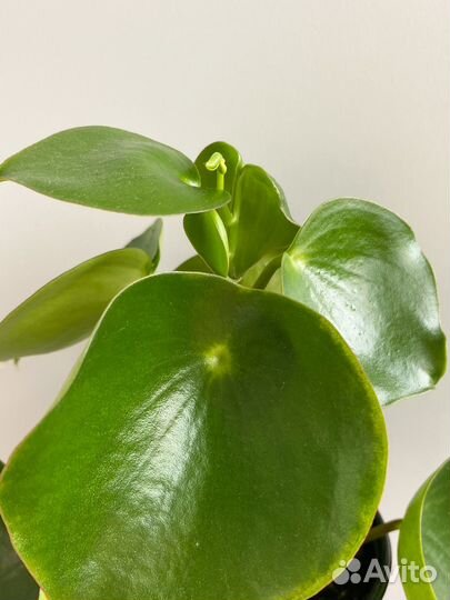 Пеперомия рейндроп