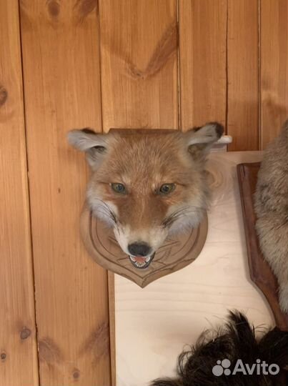 Чучело лисы. Голова лисы