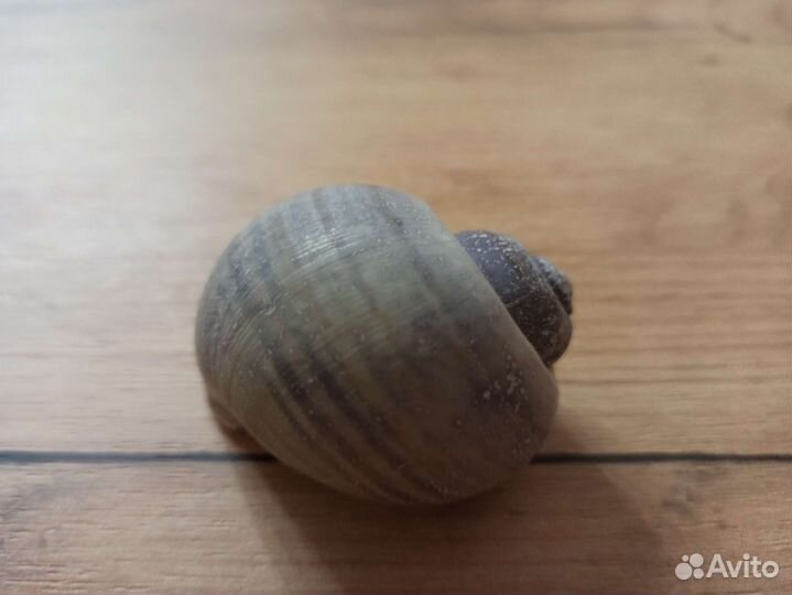 Морская раковина