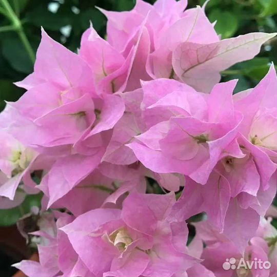 Бугенвиллия махровая Pagoda Pink