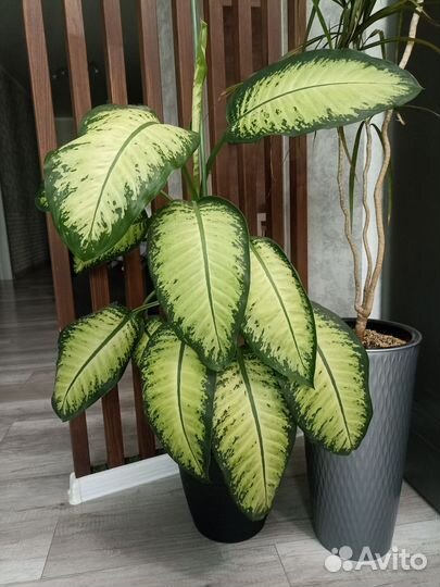 Диффенбахия