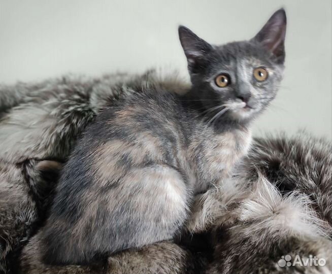 Котёнок, девочка, в добрые руки