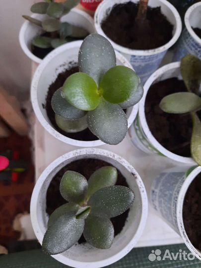 Толстянка (денежное дерево)