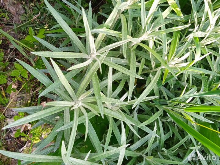 Анафалис жемчужный