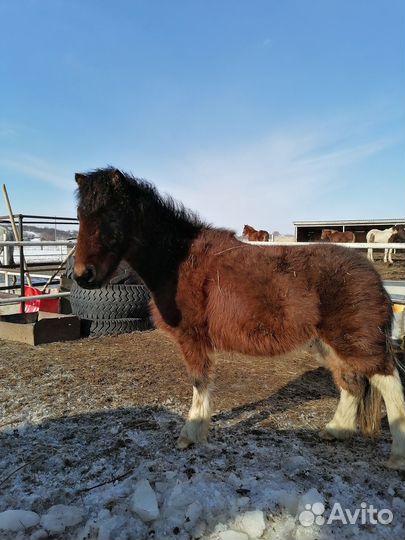 Пони, жеребчик