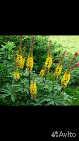 Продам рассаду Крыжовника, Вишни, Клубники