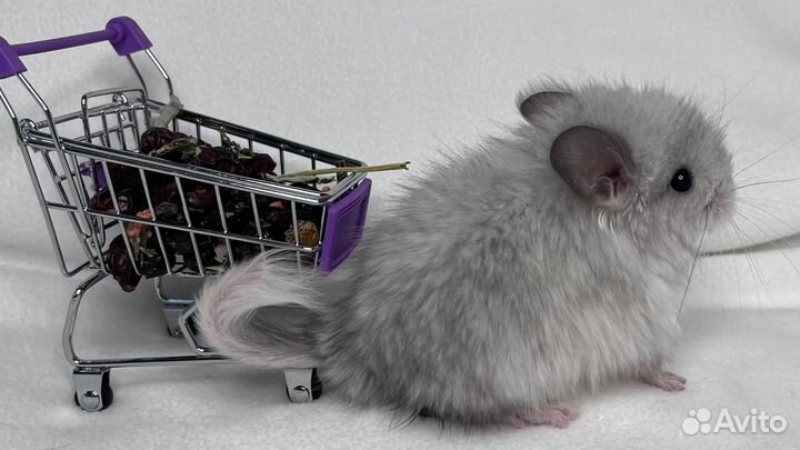 Шиншилла мальчики и девочки