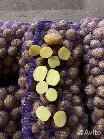 Картофель 2023