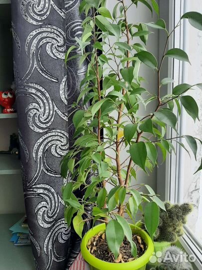 Фикус Бенджамина