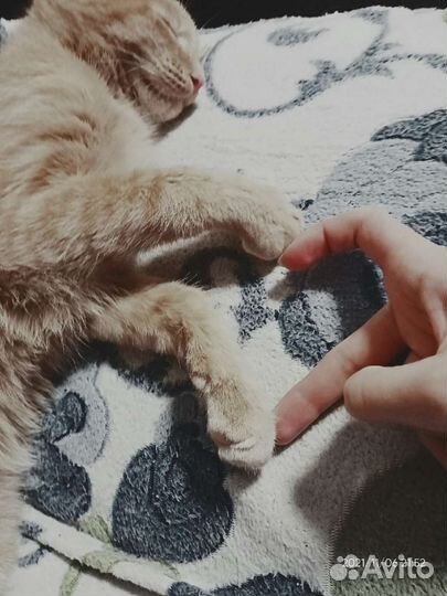 Передержка животных