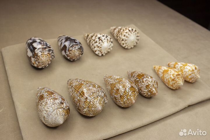 Морские ракушки Конусы 150-180р/шт