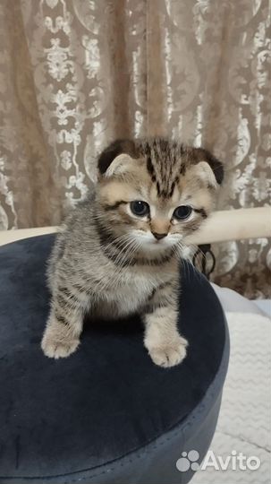 Британские котята