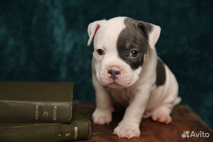 Американский Булли