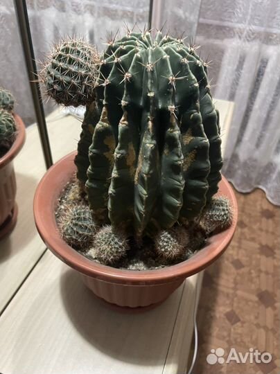 Продаю деток кактуса