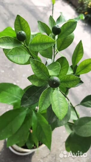 Мандариновое дерево