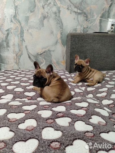 Французский бульдог щенки мини