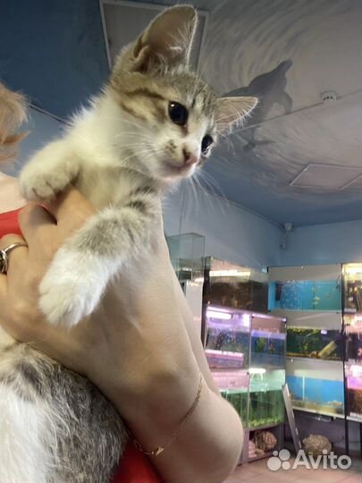 Котята в добрые руки мальчики