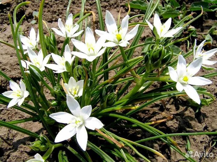 Садовый птицемлечник, Очиток, Виола, Гвоздика