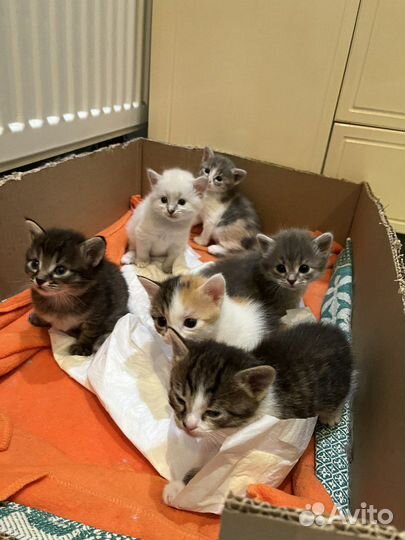 Котята в добрые руки бесплатно