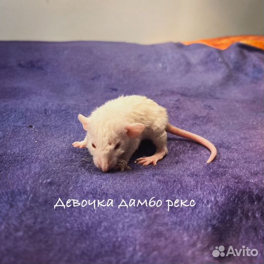 Редкие крысята дамбо