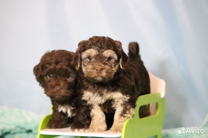 Щенки русской цветной болонки