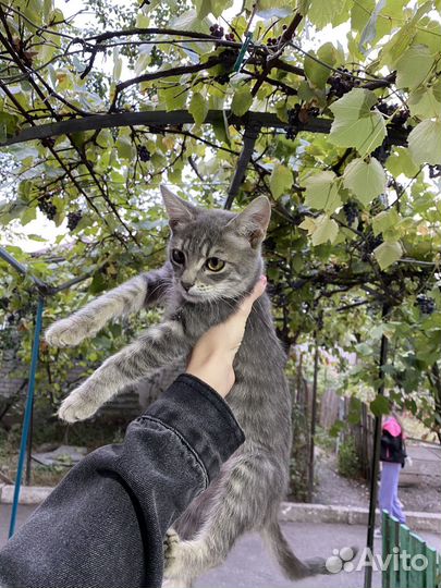 Котята бесплатно