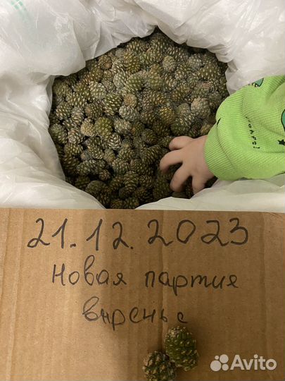 Варенье из сосновых шишек 500 мл