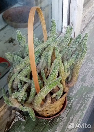 Кактус и другие комнатные растения