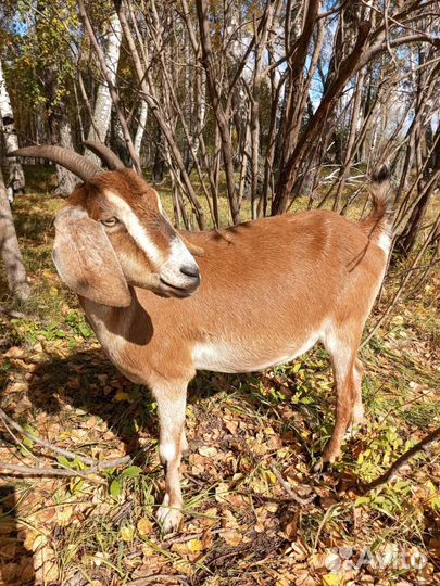 Коза нубийская