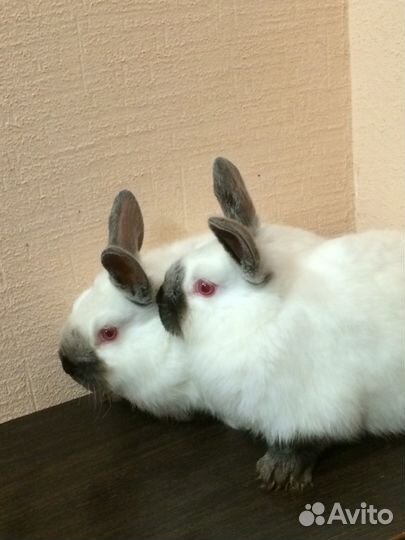 Калифорнийцы. Крольчата, Гатчина. спб